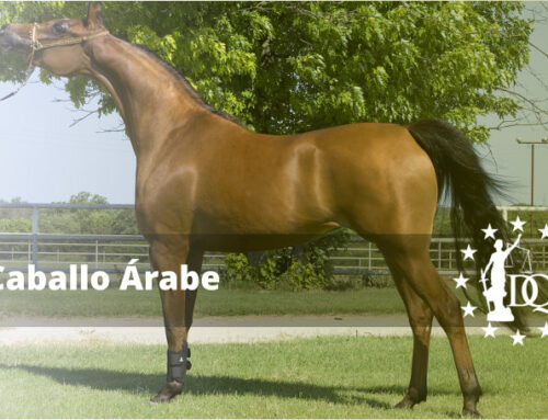 Caballo Árabe, Características y Precio