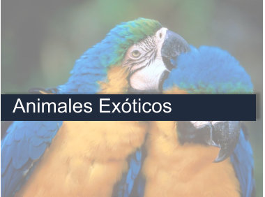 Animales exóticos loros azules