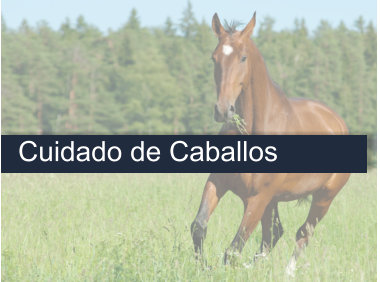 Curso Auxiliar de Veterinaria Cuidador de Caballos