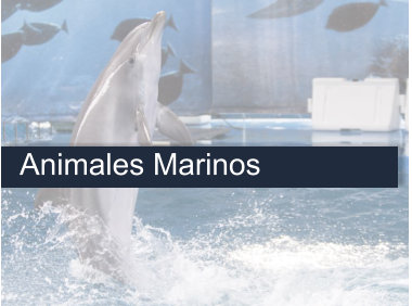 Delfin en Barcelona