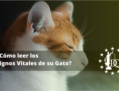¿Cómo leer los Signos Vitales de su Gato?