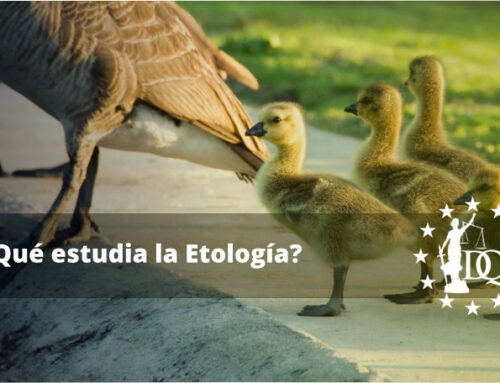 ¿Qué estudia la Etología? | El Estudio del Comportamiento Animal