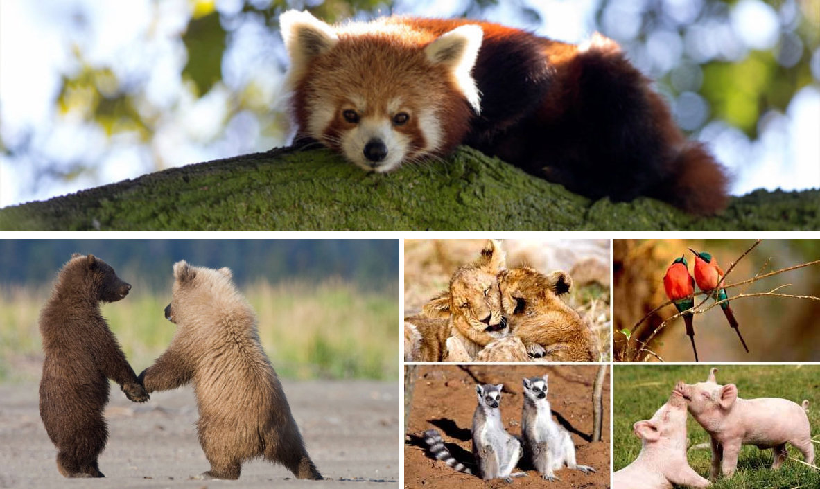 comportamiento de animales