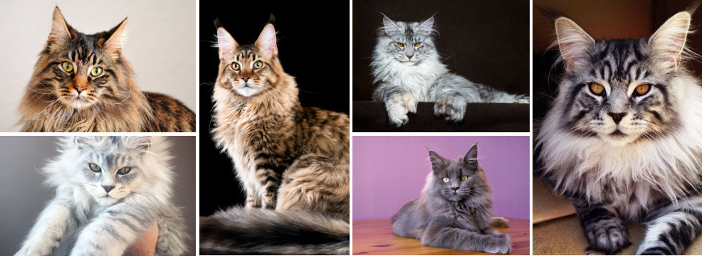 comportamiento de animales