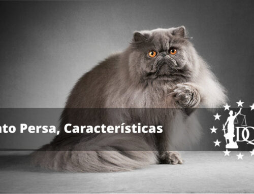 Características de la Raza Gato Persa, Precio