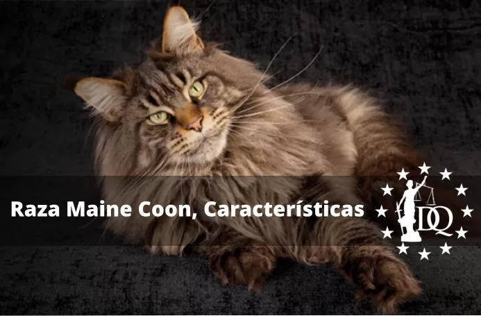 Raza Maine Coon características, precio, peso y tamaño Qué estudia la Etología
