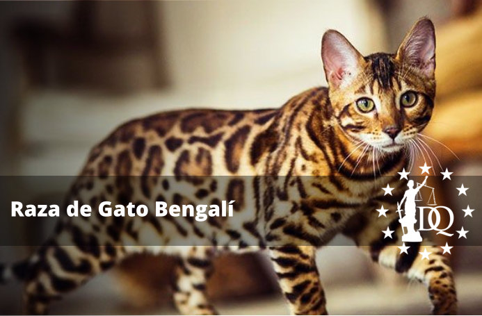 Raza de Gato Bengalí Características, Precio, Tamaño y Peso