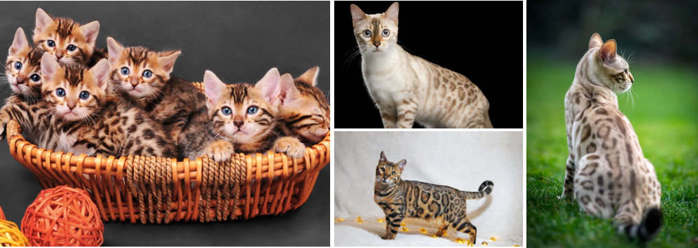 comportamiento de animales