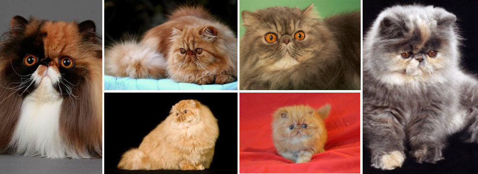 comportamiento de animales