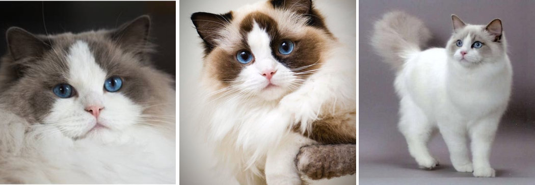 3 Fotos de Gatos Ragdoll
