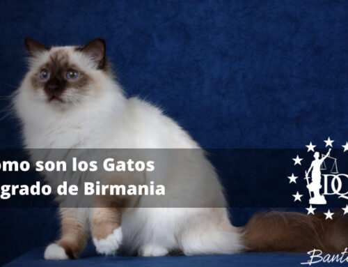Cómo son los Gatos Sagrado de Birmania