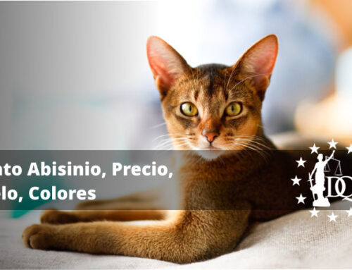 Gato Abisinio, Precio, Pelo, Colores
