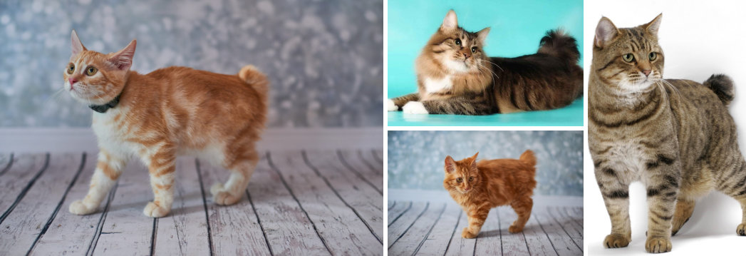 Gatos Bobtail Americanos
