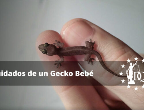 Cómo Cuidar a un Gecko Bebé