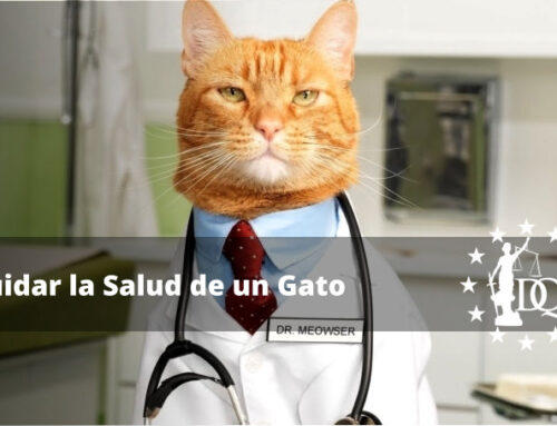 Cómo Cuidar la Salud de un Gato