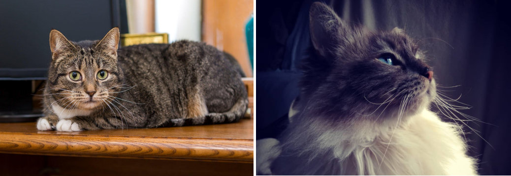 Cómo Cuidar la Salud de un Gato - Adultos