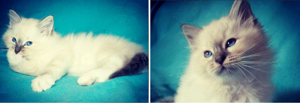 Cómo Cuidar la Salud de un Gato - Gatitos