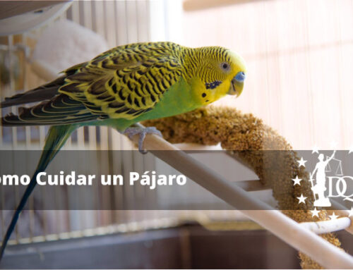 Cómo Cuidar un Pájaro