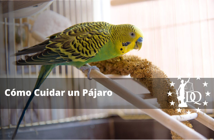 Cómo Cuidar un Pájaro