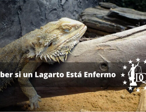 ¿Cómo Saber si Mi Lagarto Está Enfermo?