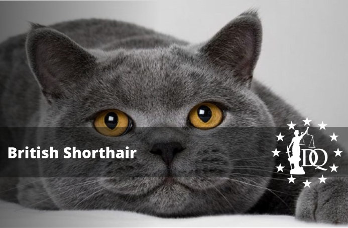 ¿Cómo Son los Gatos British Shorthair?