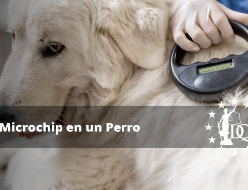 Cuál es la Función del Microchip en los Perros