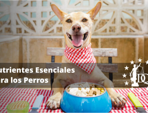 ¿Cuáles son los Nutrientes Necesarios para un Perro?