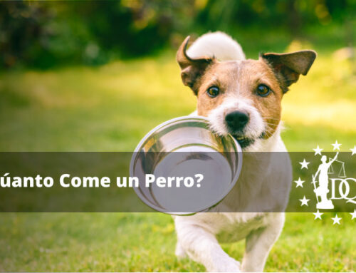 ¿Cuánta Comida se le da a un Perro de Forma Segura?