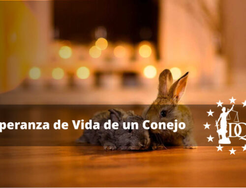 ¿Cuánto Tiempo Vive un Conejo en Casa?