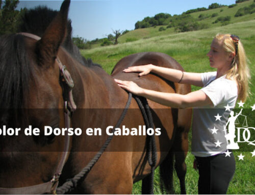 Dolor de Dorso en Caballos ¿Cómo se Produce?