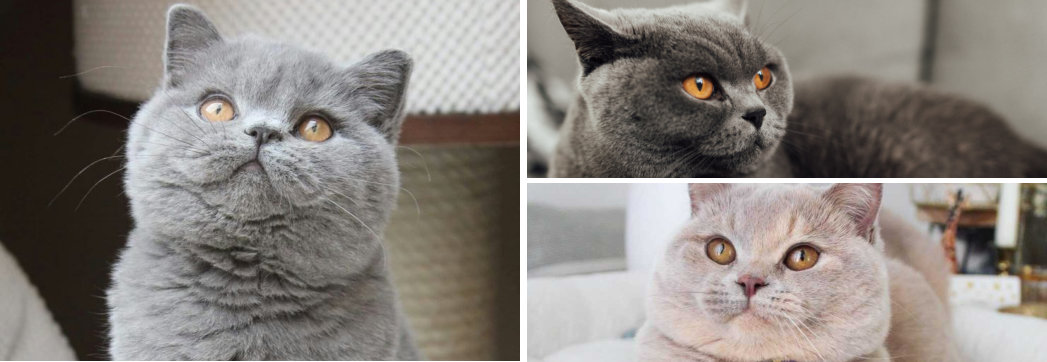 Gatos Bobtail Americanos