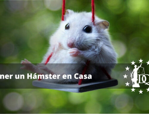 Lo Necesario para Tener un Hámster en Casa