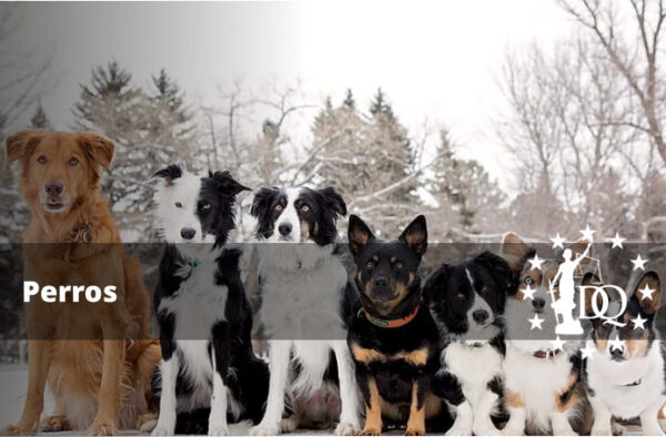 Perros