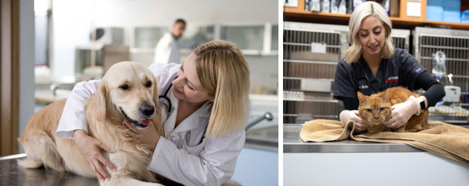 Perros y gatos asignaturas curso de auxiliar veterinaria