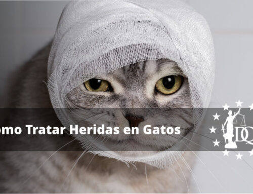 Qué Hacer si Mi Gato Tiene una Herida