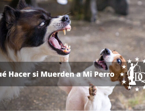 Qué Hacer si Otro Perro Muerde a Mi Perro