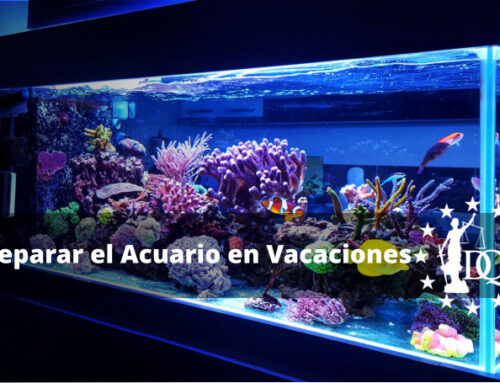 ¿Qué Hago con Mi Acuario si Me Voy de Vacaciones?