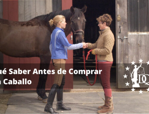 Qué Hay que Tener en Cuenta para Comprar un Caballo