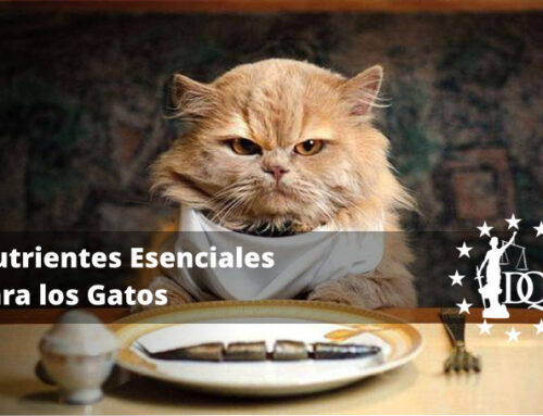 ¿Qué Nutrientes Necesita un Gato?