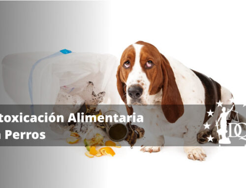 ¿Qué Puede Intoxicar a un Perro?