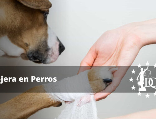 ¿Qué Puedo Hacer si Mi Perro Cojea?