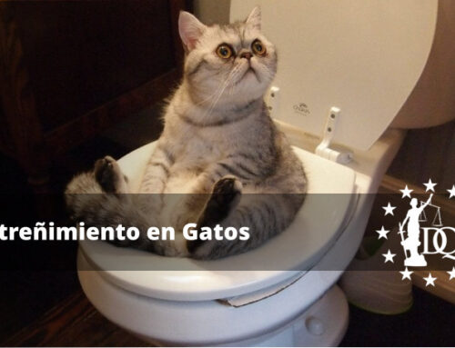 ¿Qué se le Puede Dar a un Gato Estreñido?