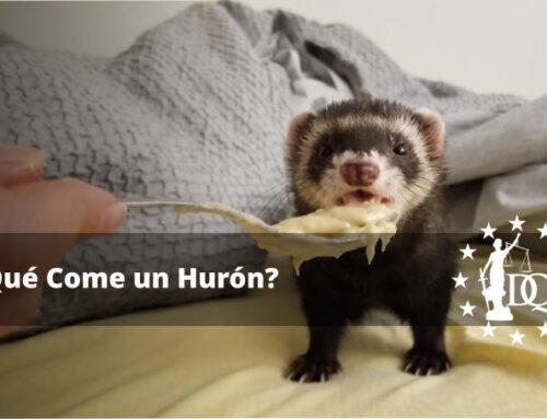 ¿Qué se le Puede Dar de Comer a un Hurón?