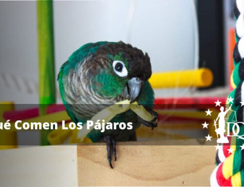 Qué se le Puede dar de Comer a los Pájaros