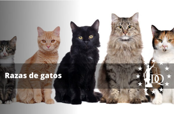 Razas de gatos