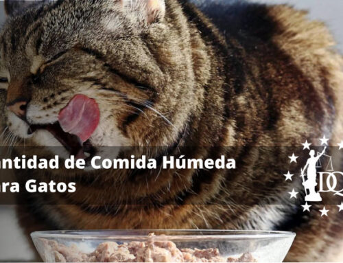 Cantidad de Comida Húmeda Diaria para Gatos de Forma Segura
