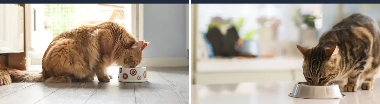 Cantidad de Comida Húmeda Diaria para Gatos - Gatos Comiendo Húmedo