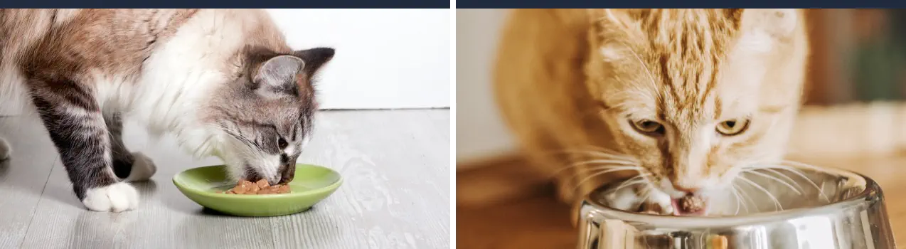 Cantidad de Comida Húmeda Diaria para Gatos - Gatos Comiendo