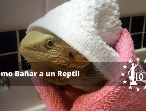 Cómo Bañar a un Reptil de Forma Segura