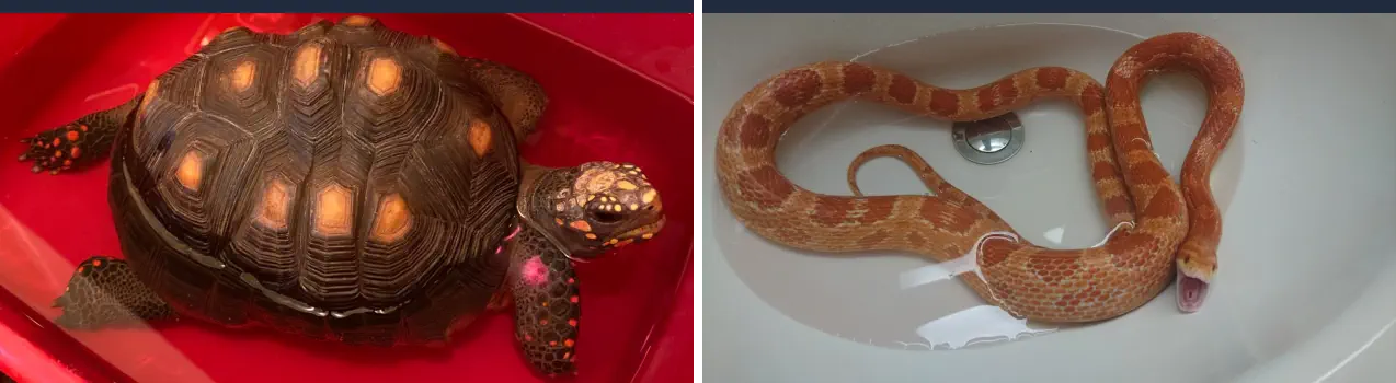 Cómo Bañar a un Reptil - Bañando una Tortuga y una Serpiente